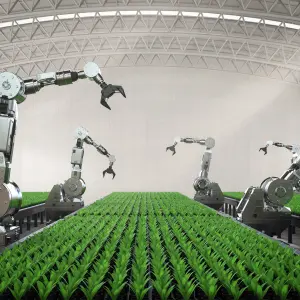 نوآوری در برداشت هوشمند سبزیجات در چین: آینده‌ی کشاورزی هوشمند